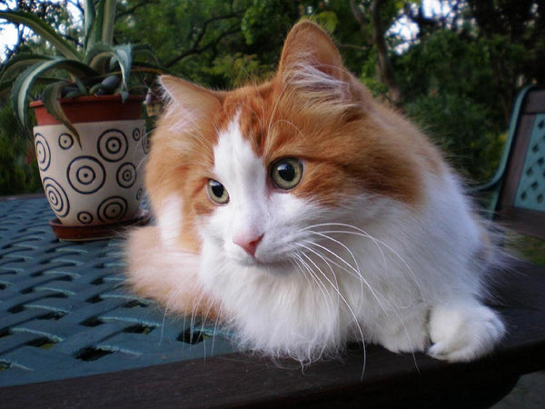 Turkish Angora cat comes in many different colours